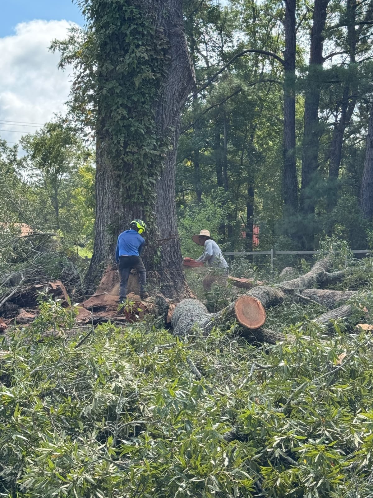 Lion Tree Service and Landscaping LLC project photo 50